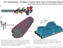 biomineralization page