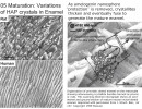 biomineralization page